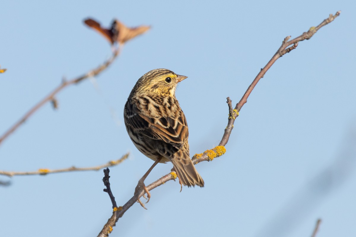 Savannah Sparrow - ML642415408