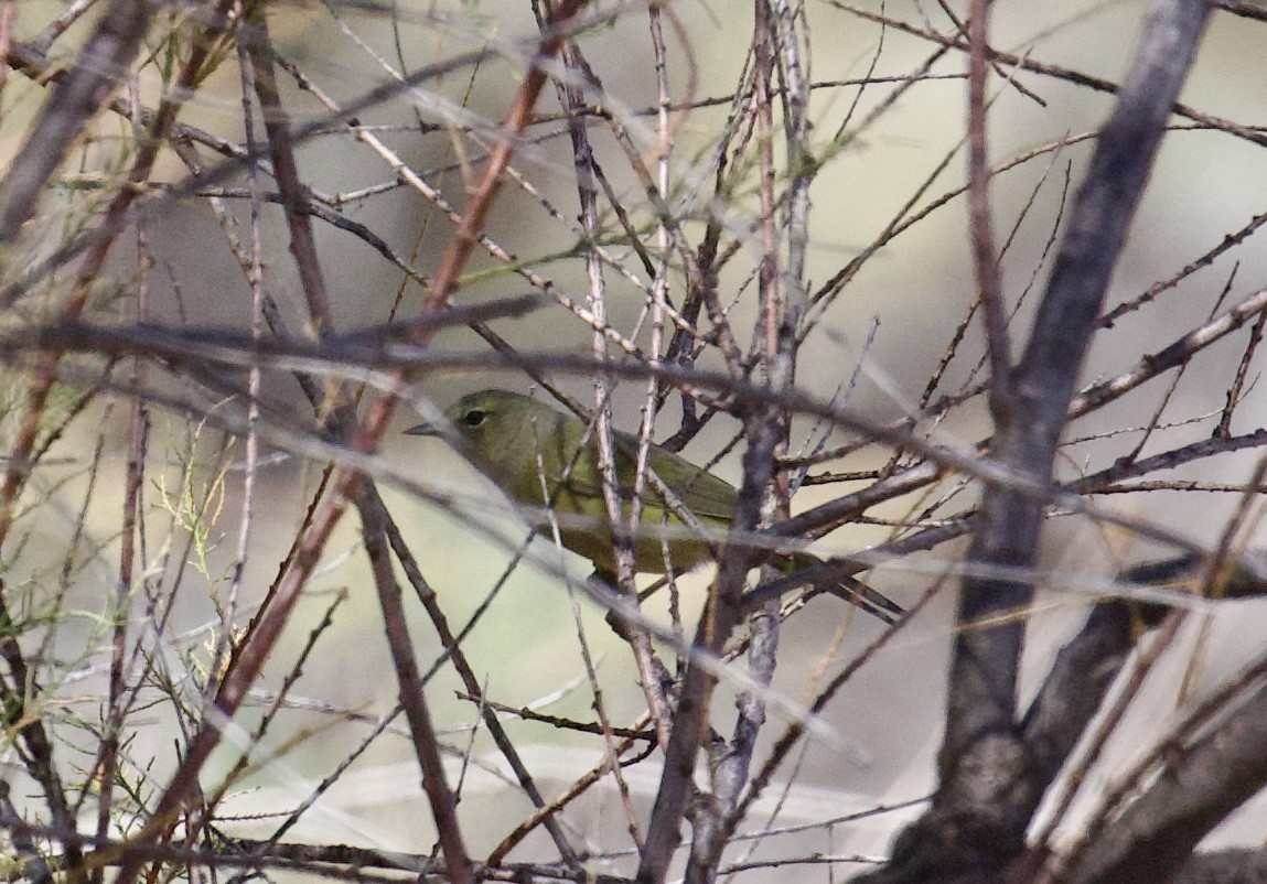 oransjekroneparula - ML642415416