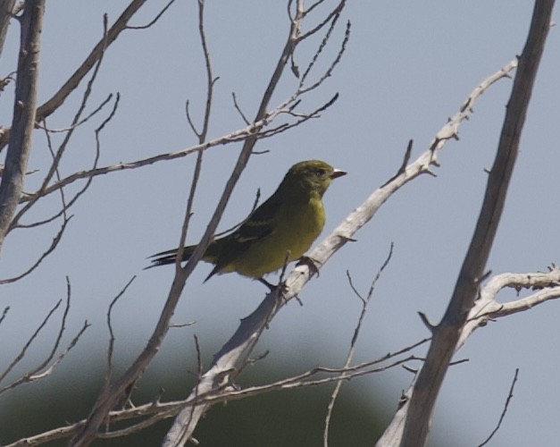 Western Tanager - ML642415448