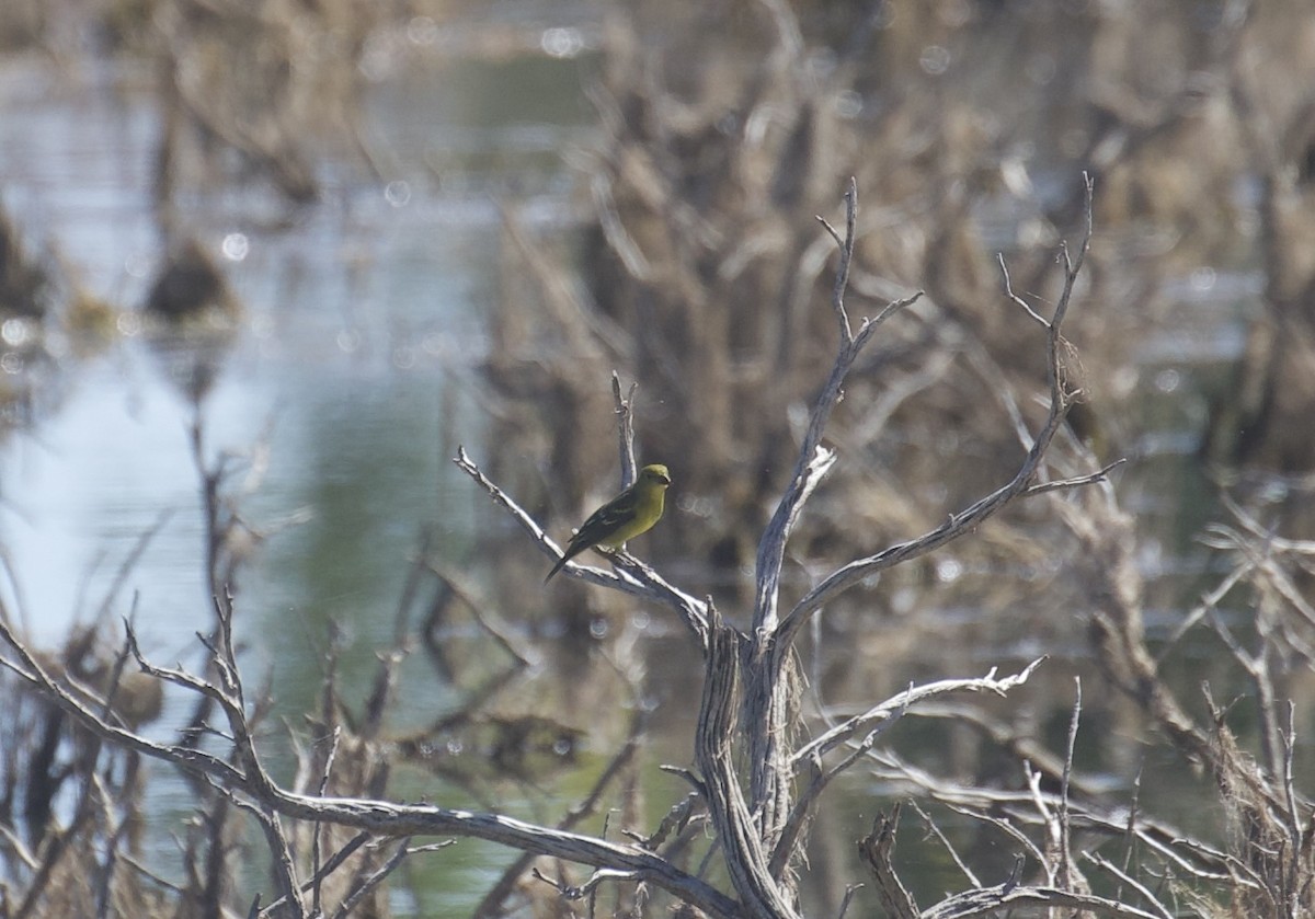 Western Tanager - ML642415449