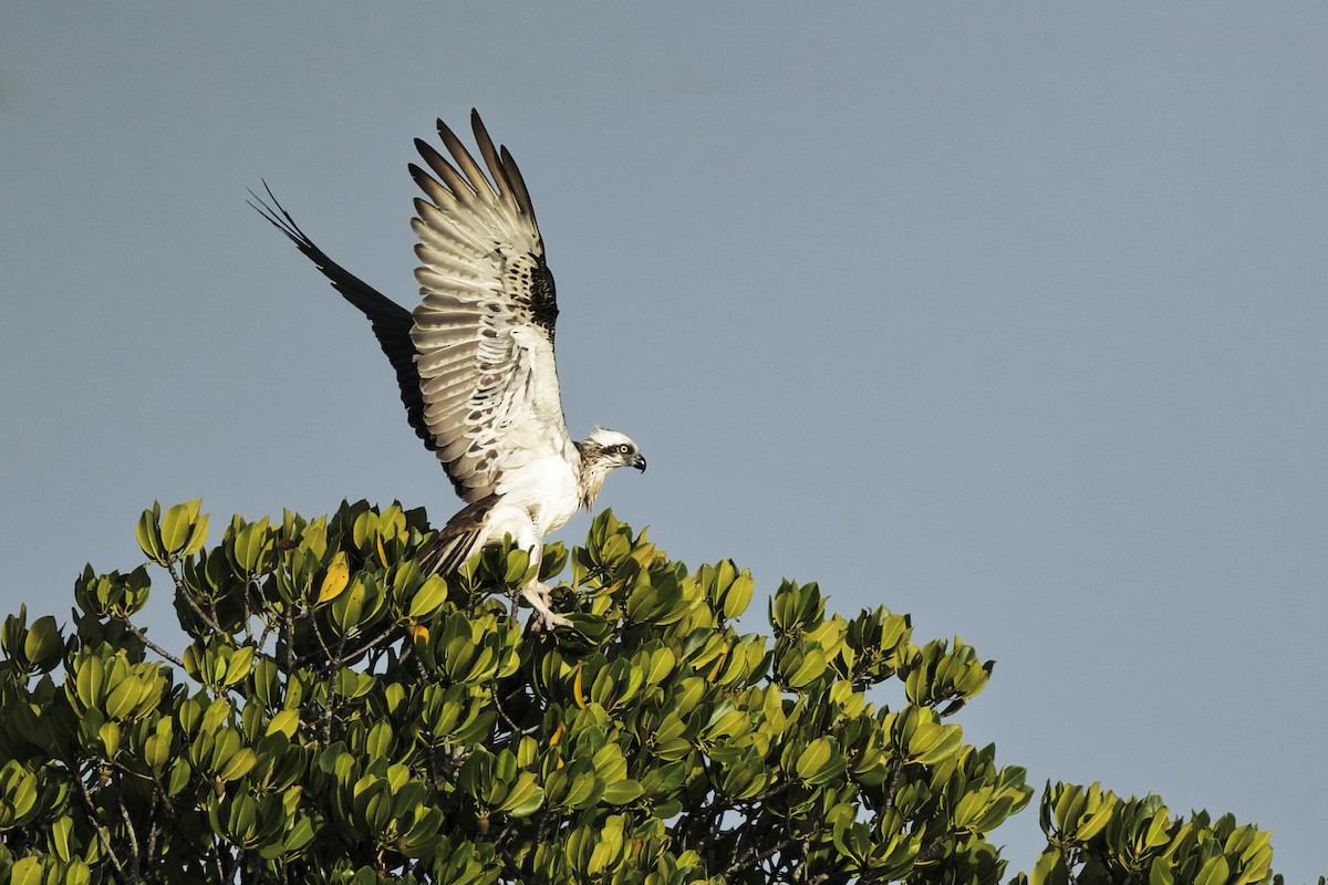 Osprey - ML642415452