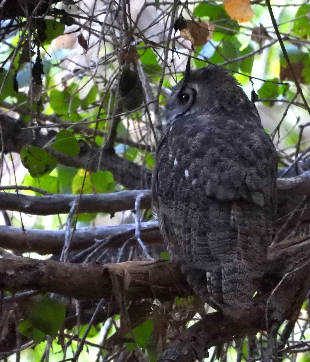 Great Horned Owl - ML642415474