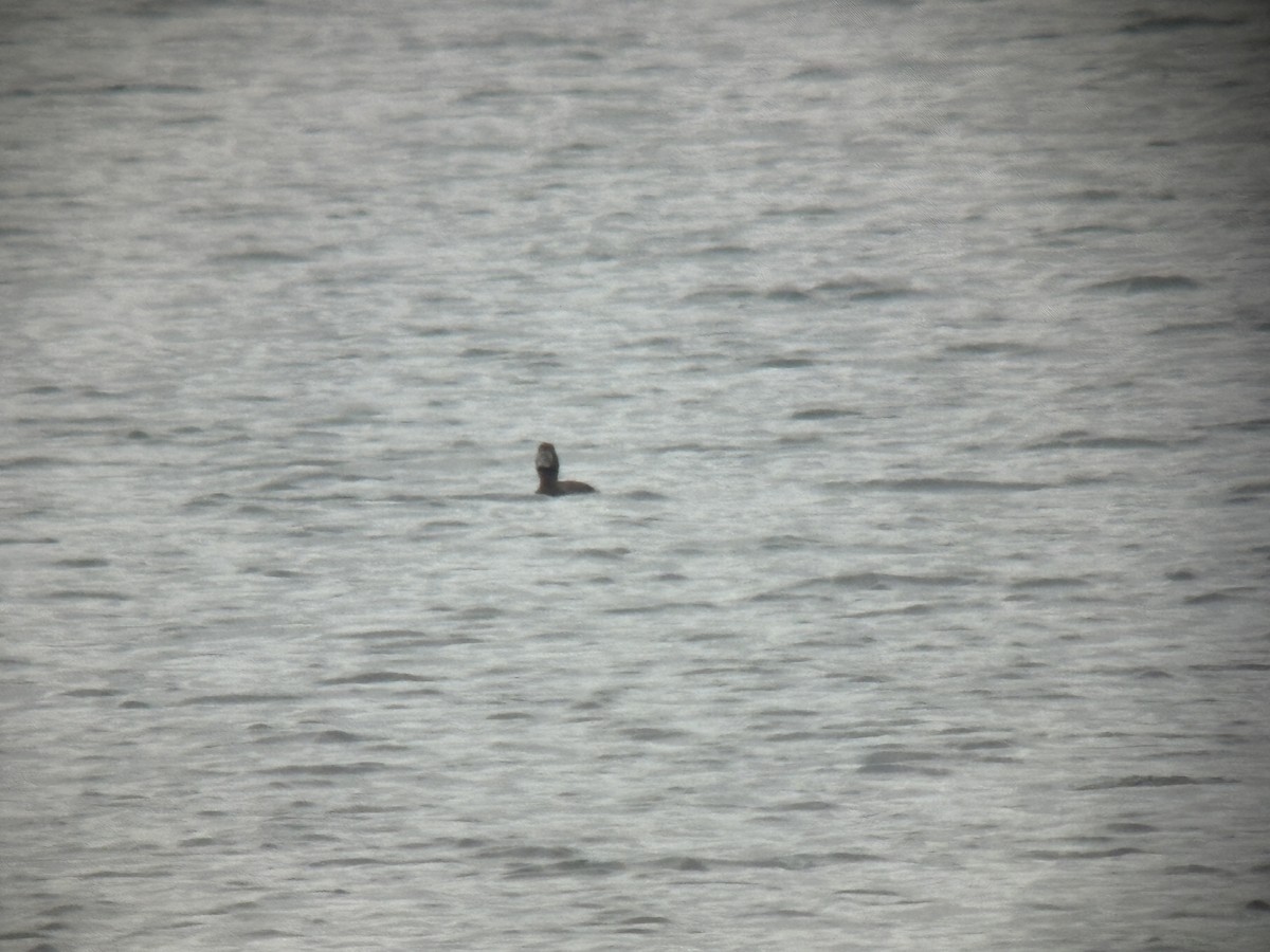 Greater Scaup - ML642415478