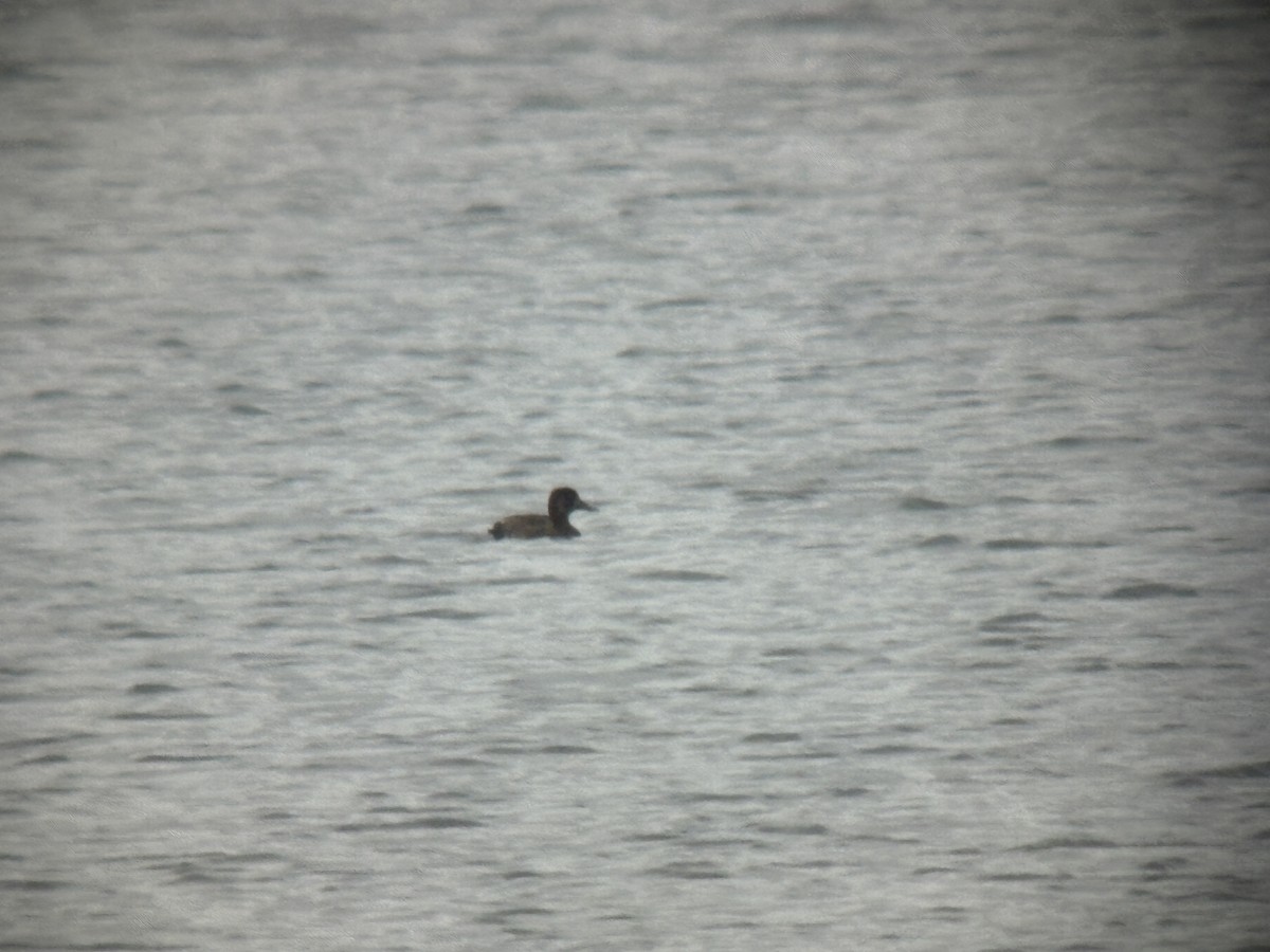 Greater Scaup - ML642415480
