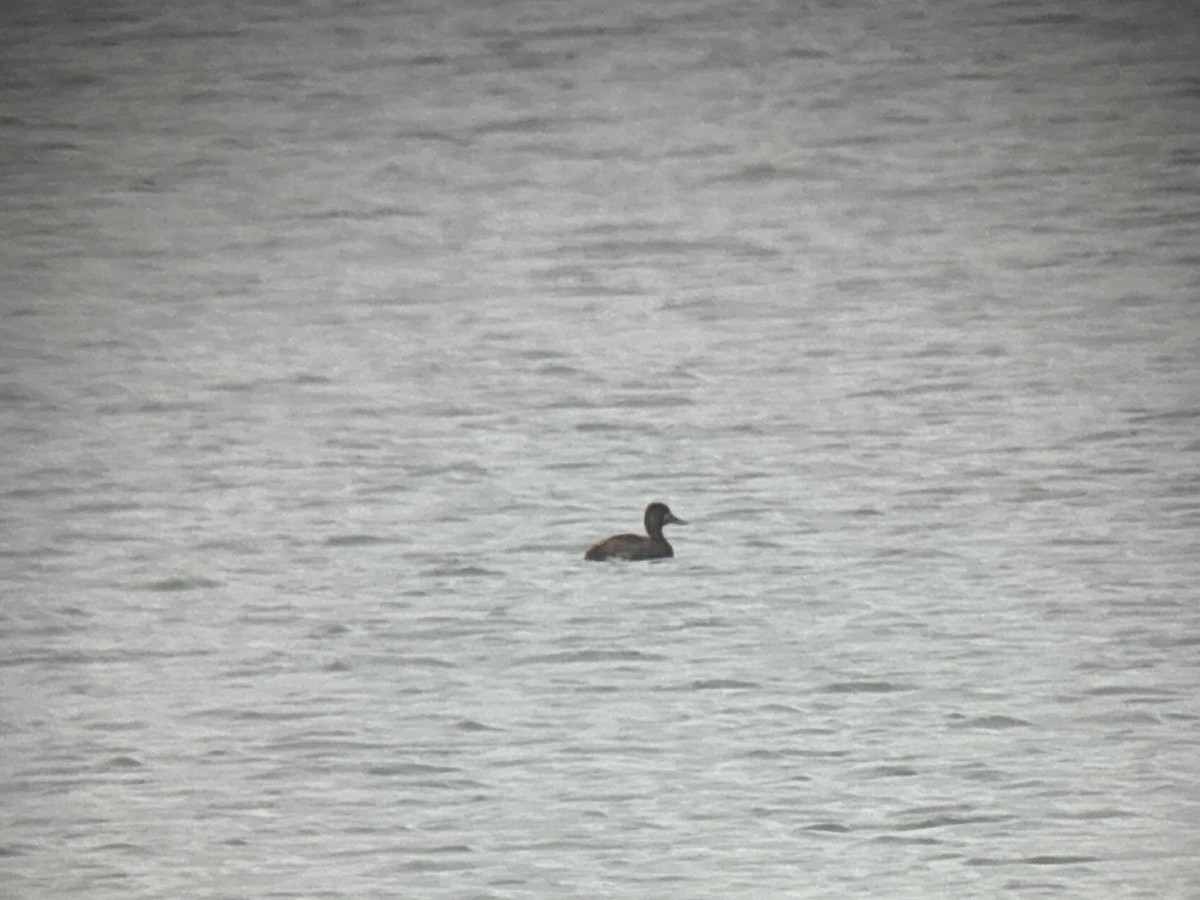 Greater Scaup - ML642415481