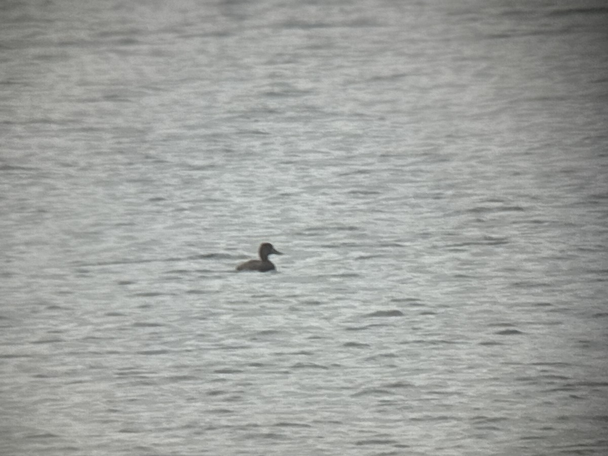 Greater Scaup - ML642415482