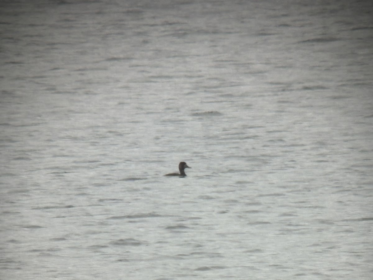 Greater Scaup - ML642415483