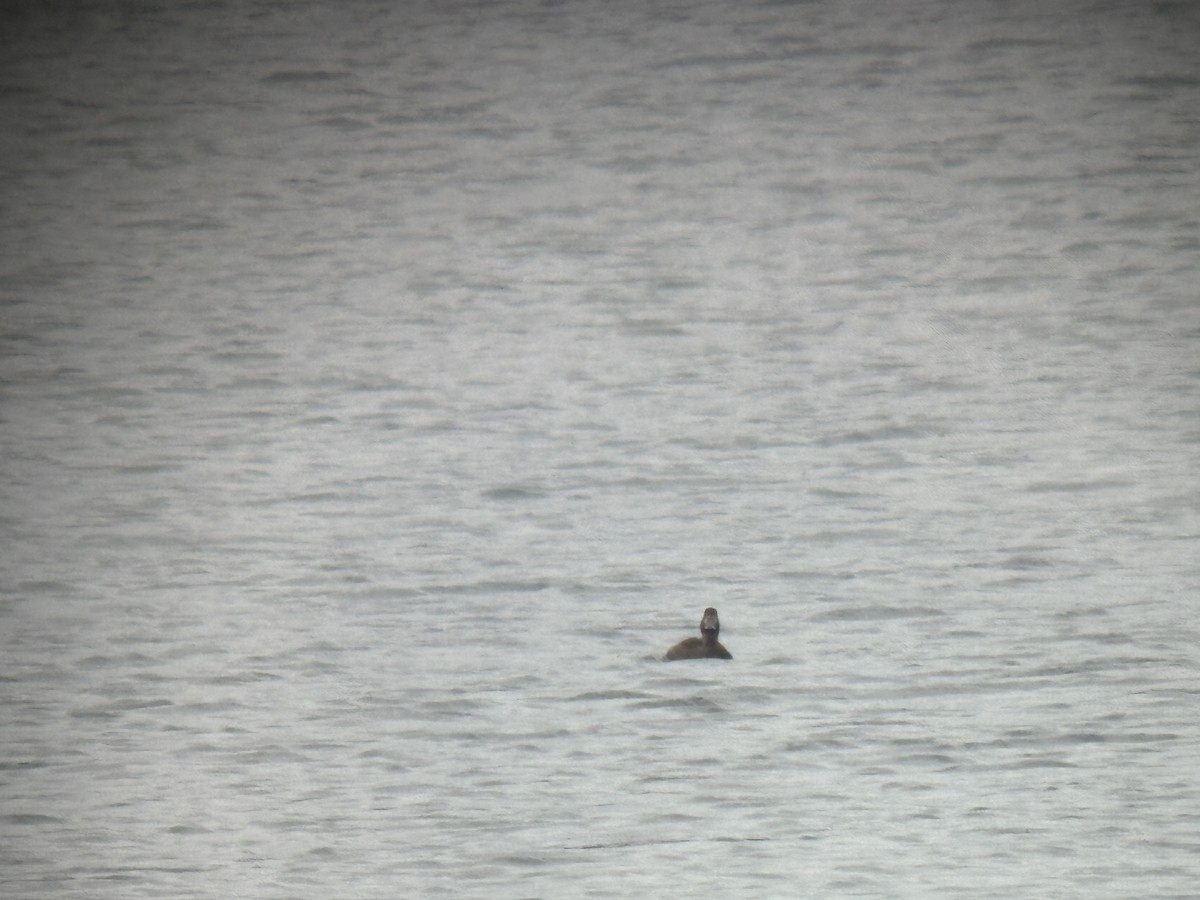 Greater Scaup - ML642415485