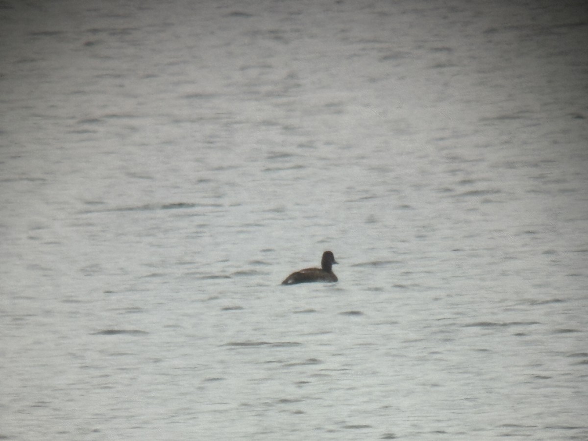 Greater Scaup - ML642415486