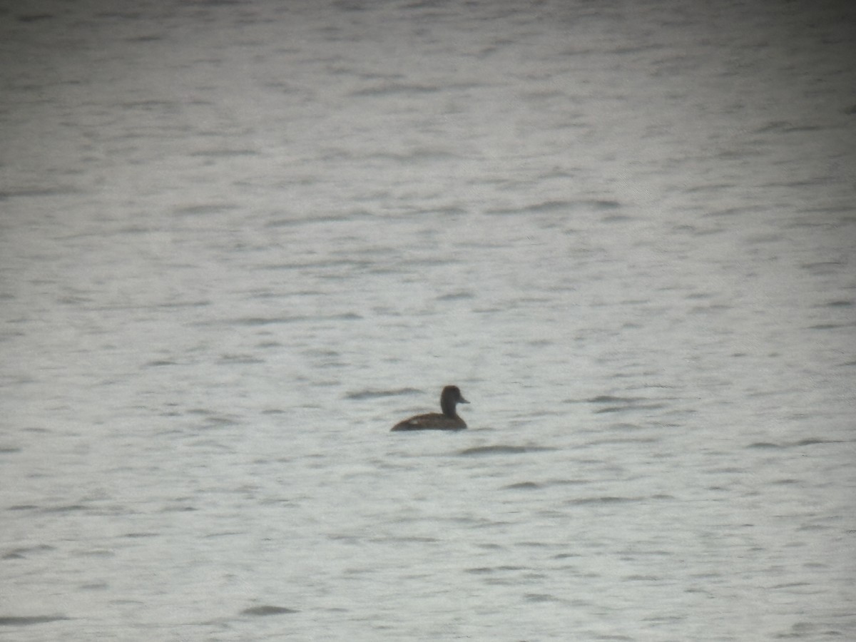 Greater Scaup - ML642415487