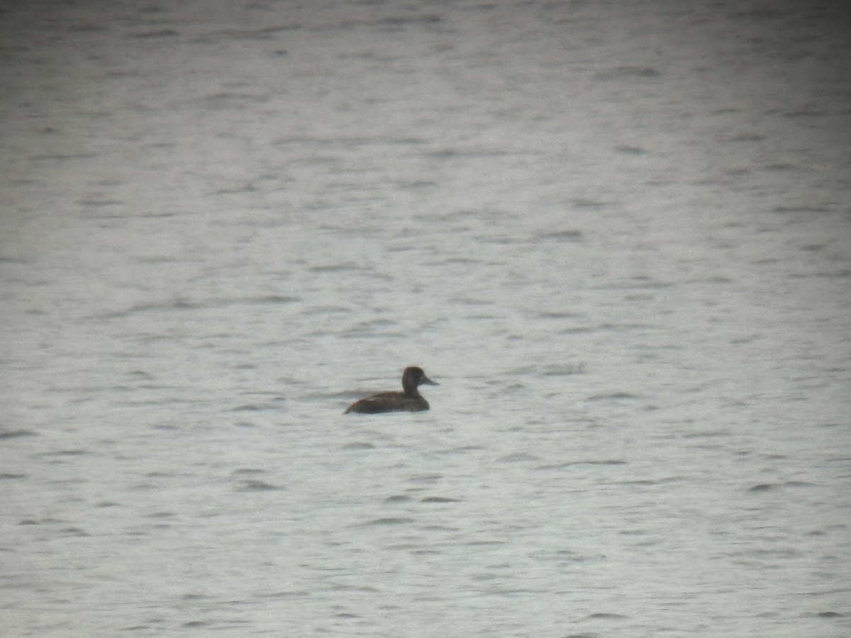 Greater Scaup - ML642415488