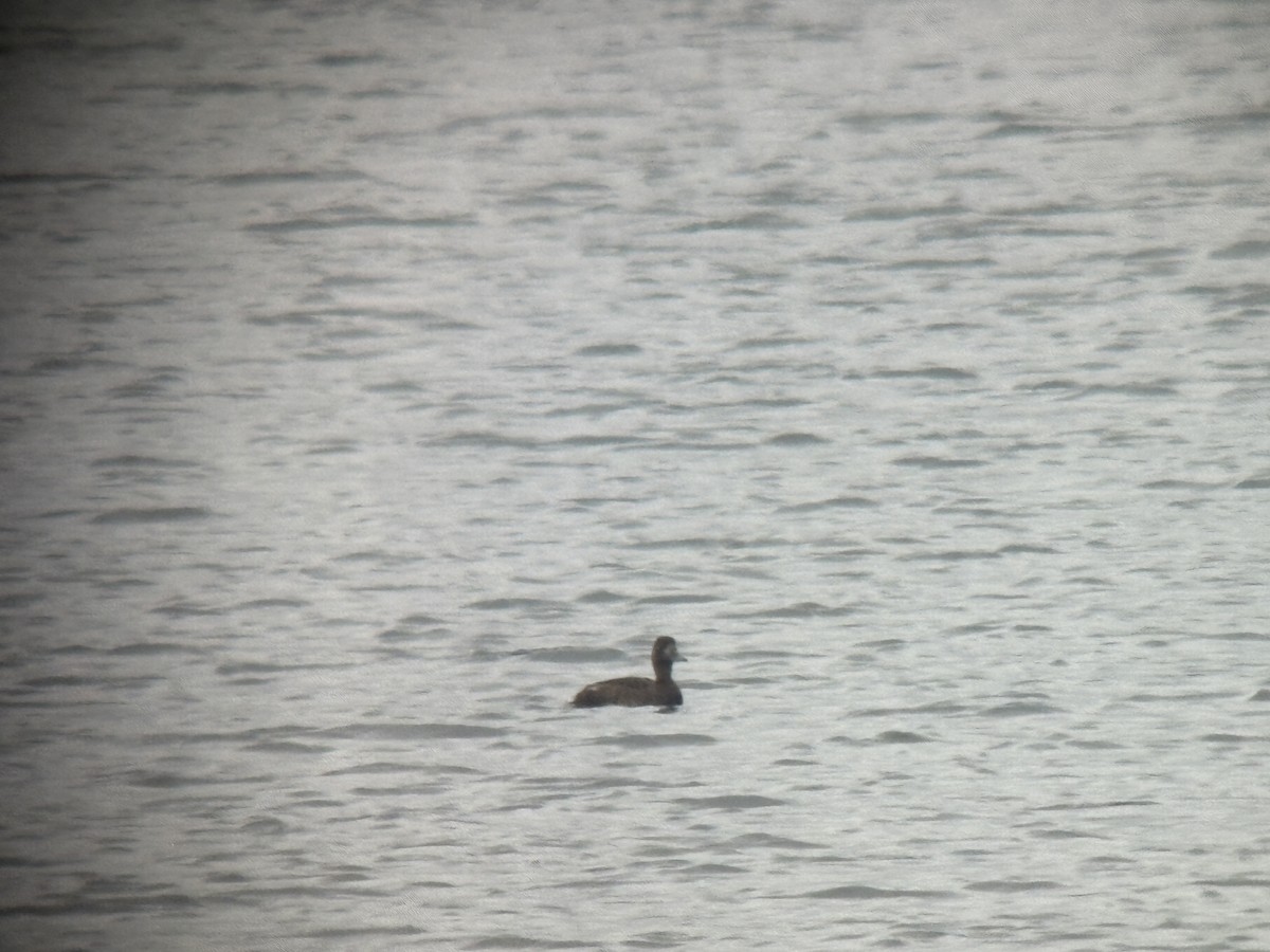 Greater Scaup - ML642415489