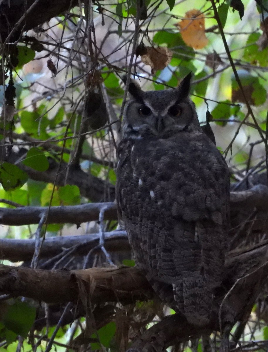 Great Horned Owl - ML642415492