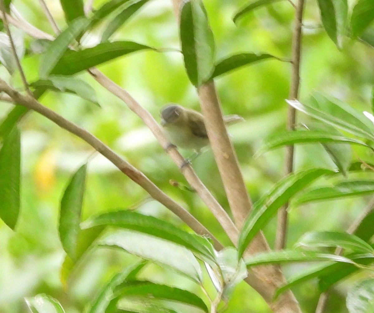 Yellow-green Vireo - ML642415499