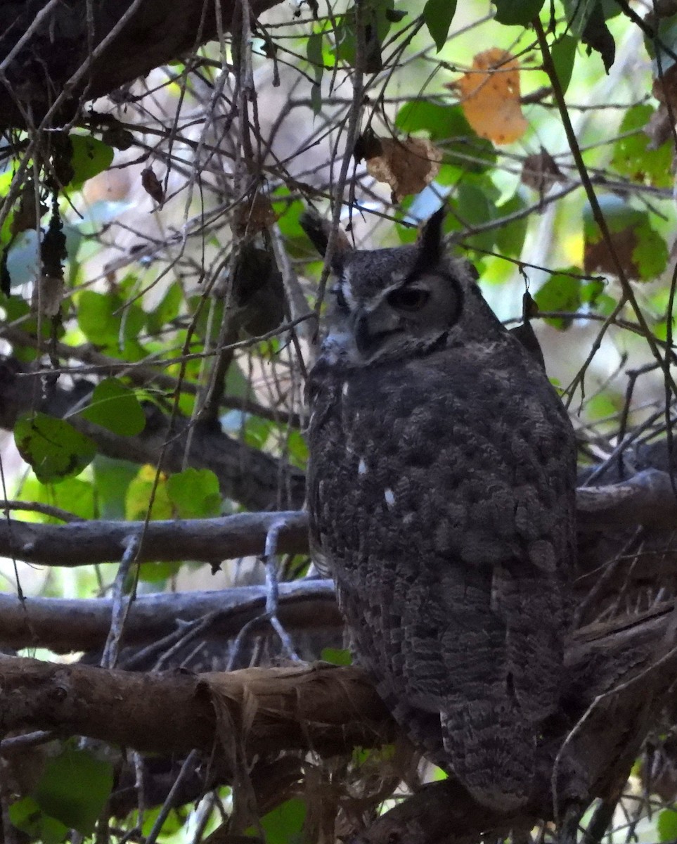 Great Horned Owl - ML642415503