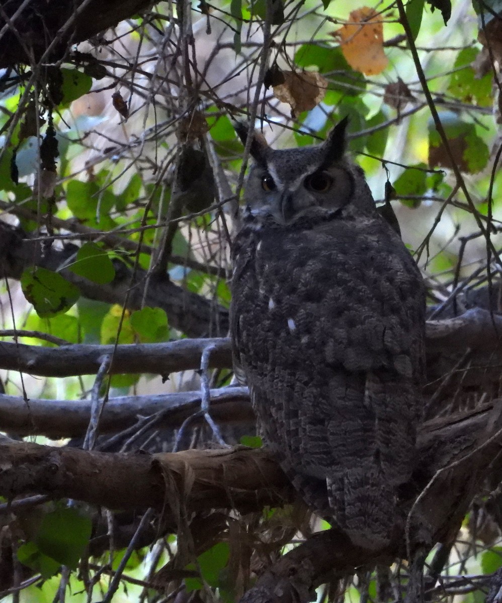 Great Horned Owl - ML642415504