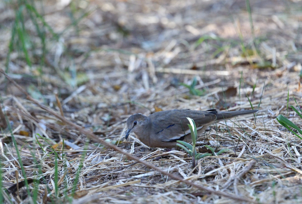 holoubek pikui - ML642415505