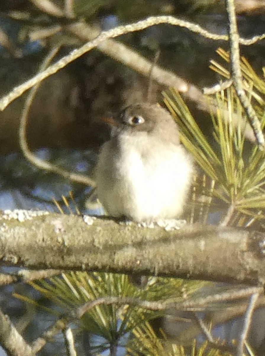 Least Flycatcher - ML642415507