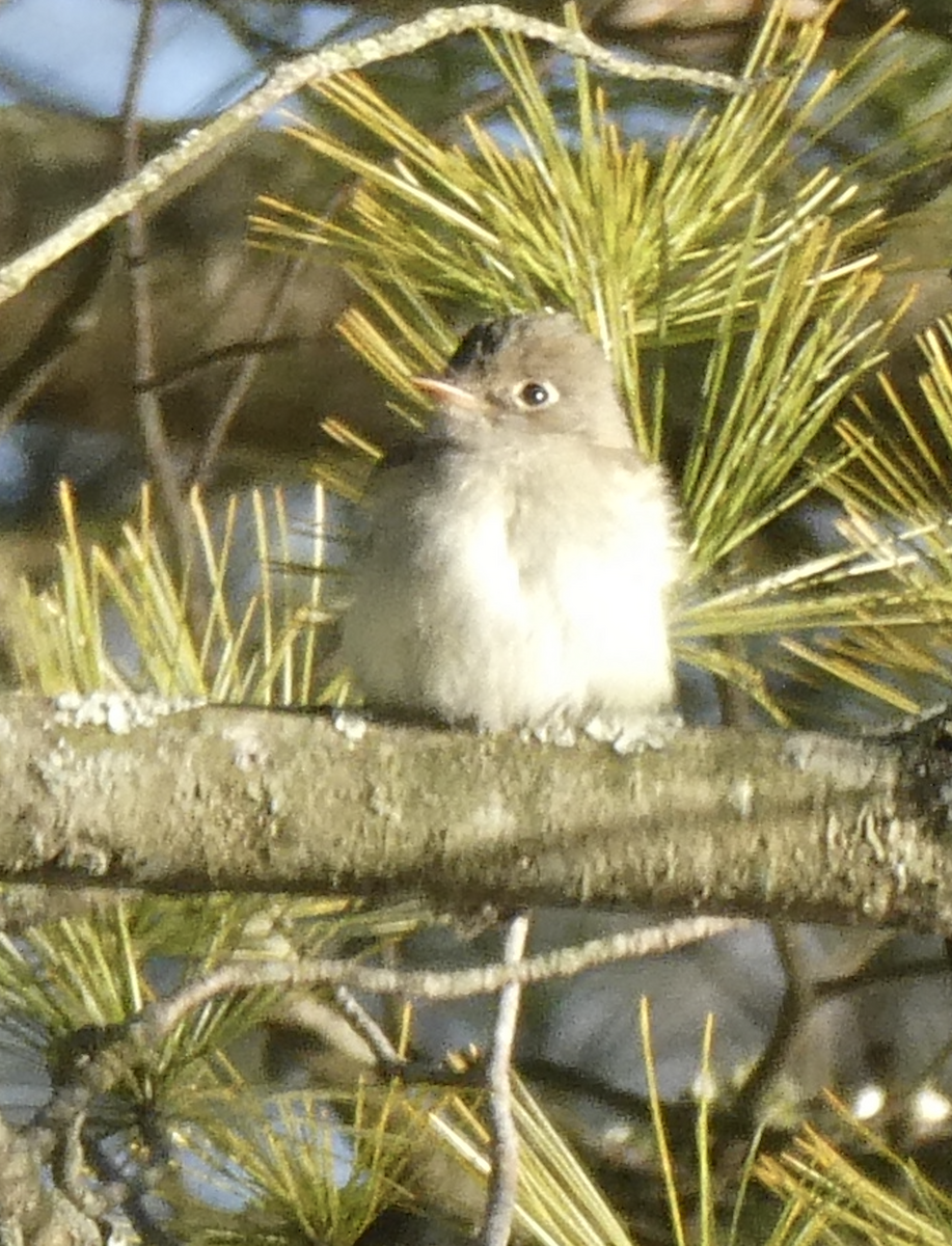 Least Flycatcher - ML642415508