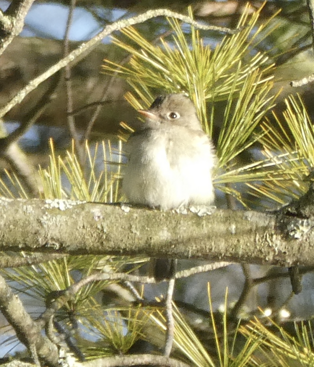 Least Flycatcher - ML642415509