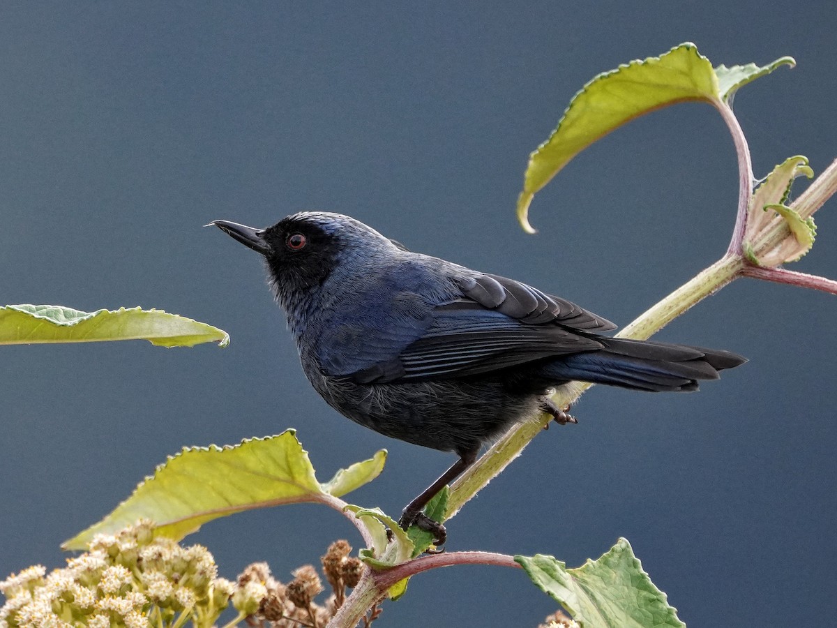 Masked Flowerpiercer - ML642415512