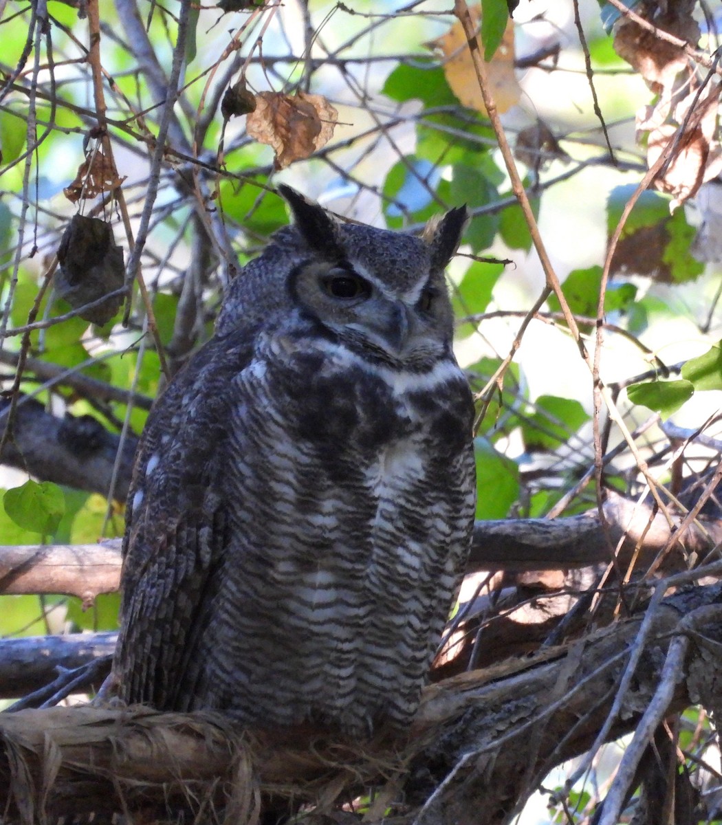 Great Horned Owl - ML642415520