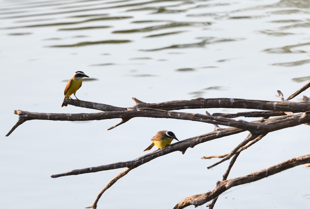 rybařík zelený - ML642415530
