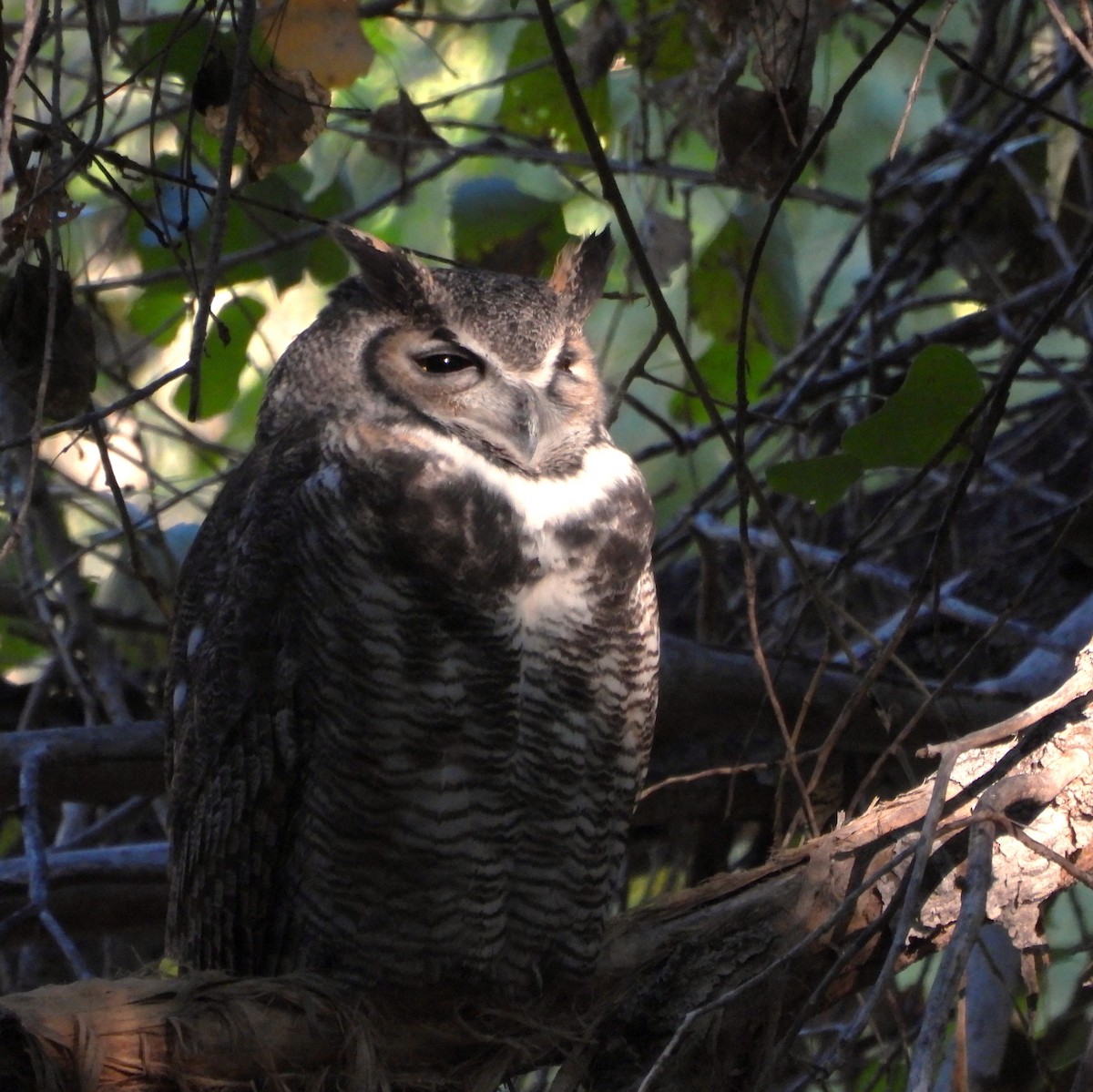 Great Horned Owl - ML642415531