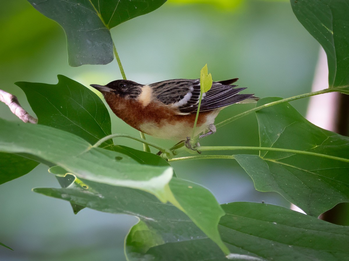 Bay-breasted Warbler - ML642415532