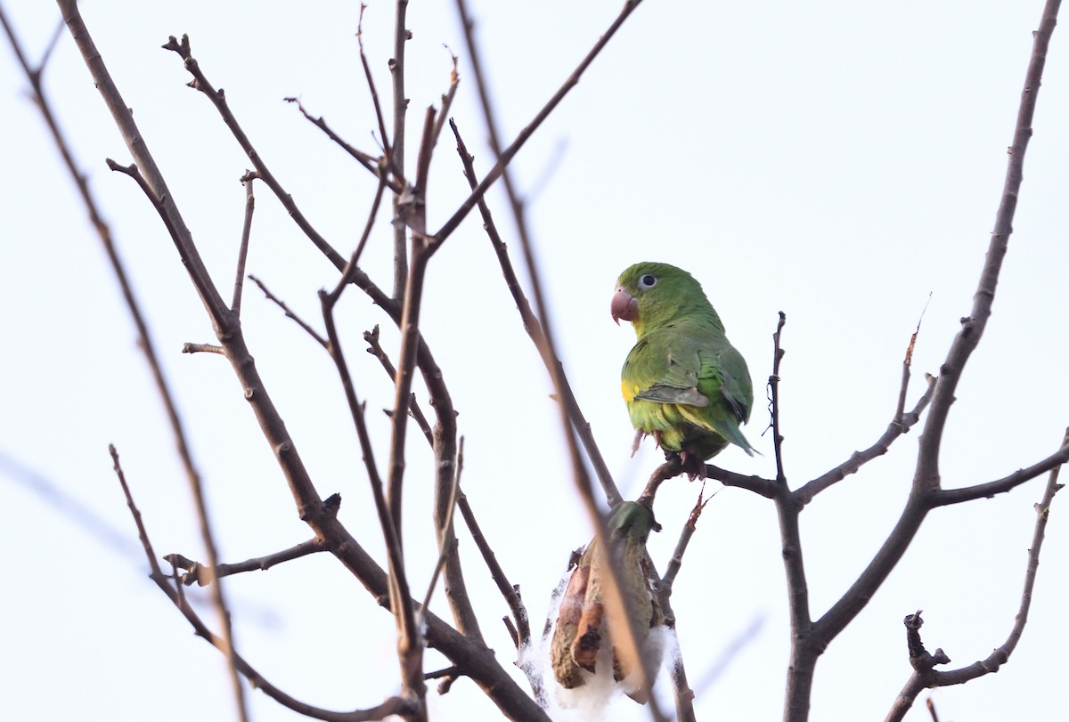 tirika jižní - ML642415535