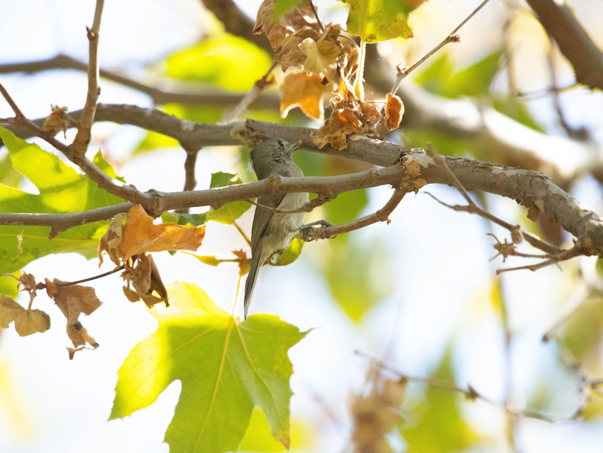 Oak Titmouse - ML642415559