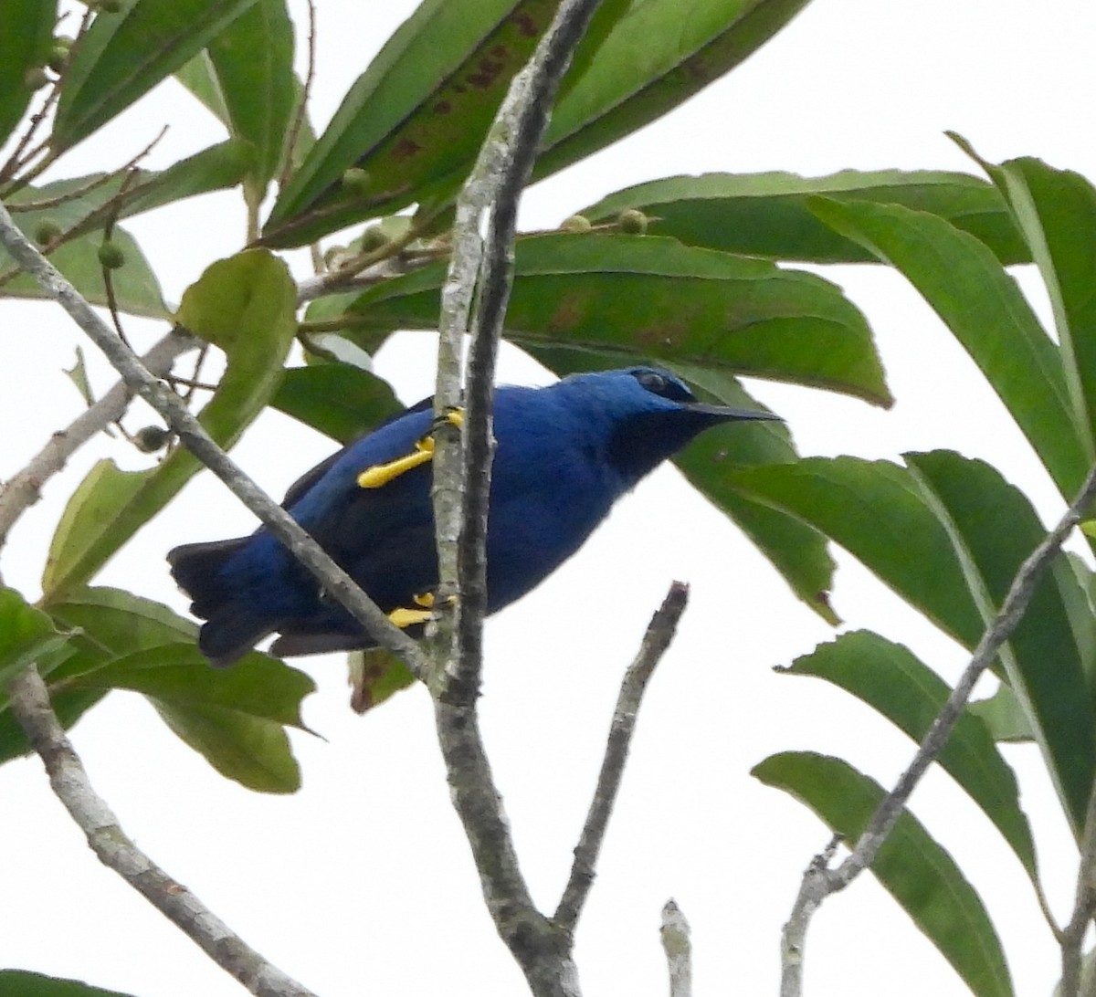 Shining Honeycreeper - ML642415591