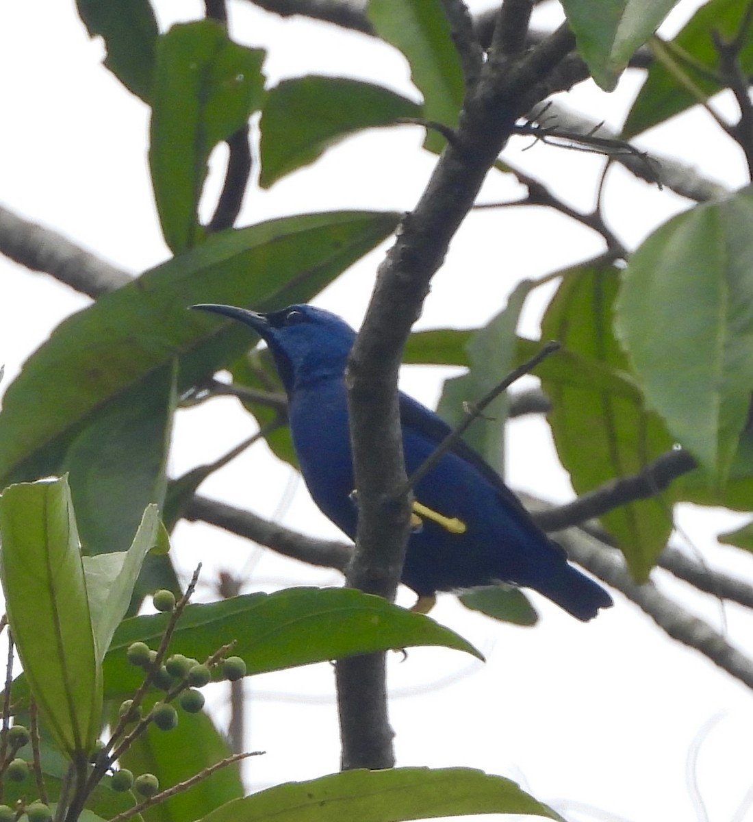 Shining Honeycreeper - ML642415592