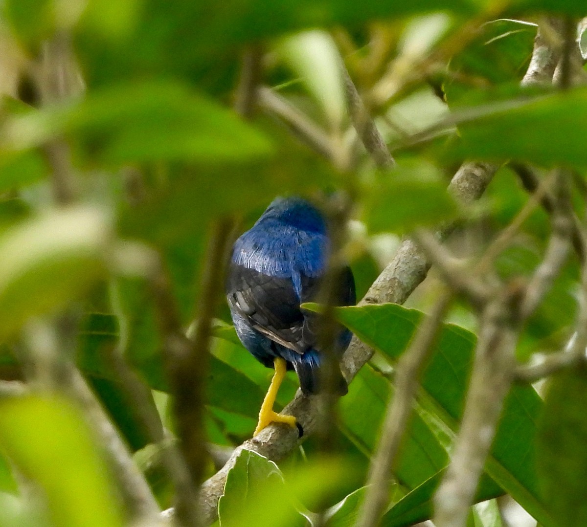 Shining Honeycreeper - ML642415593