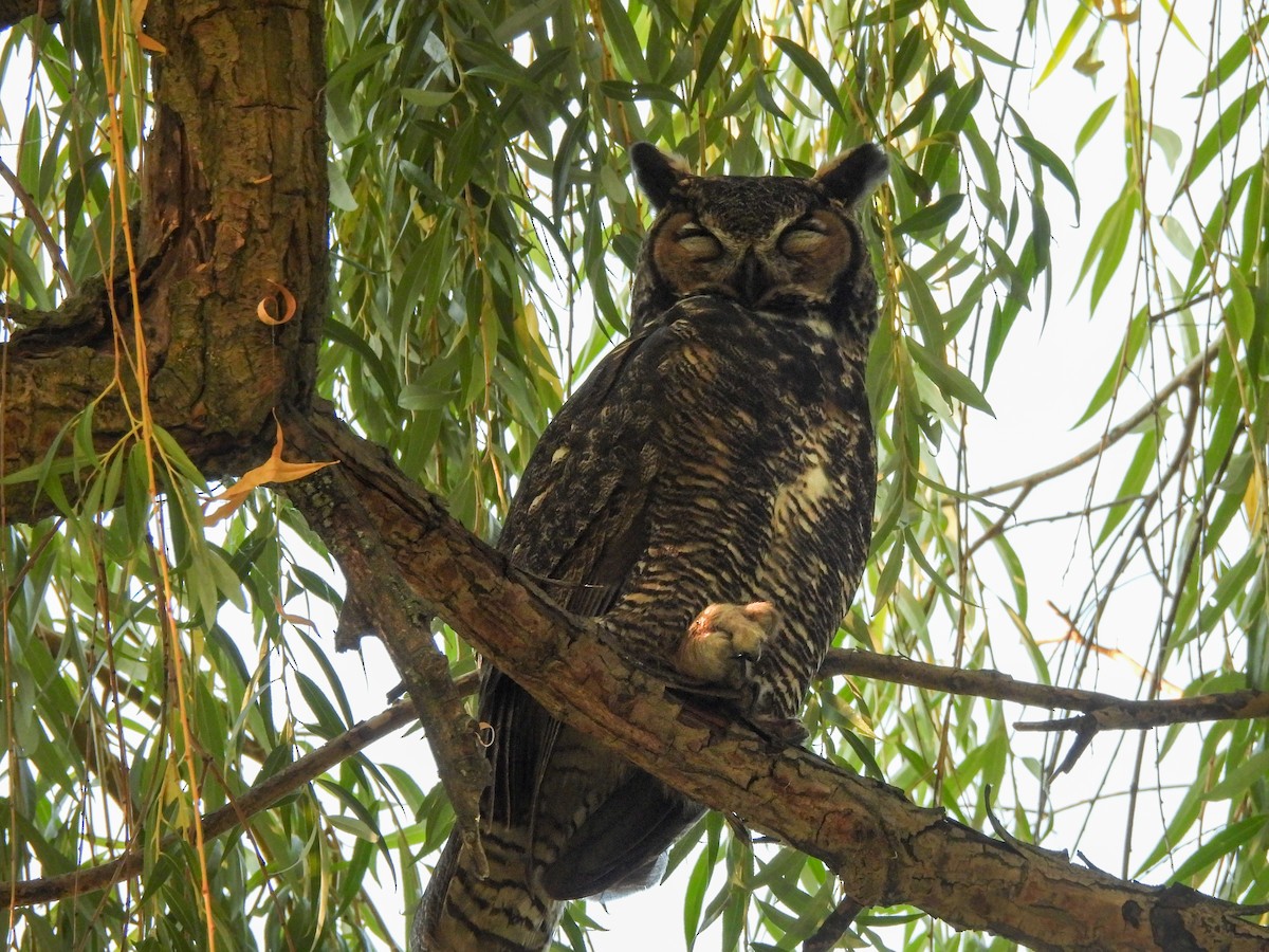 Great Horned Owl - ML642415653