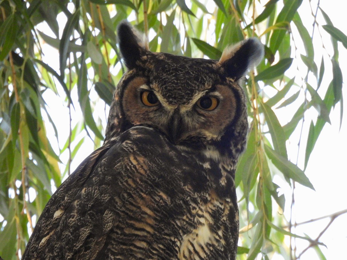 Great Horned Owl - ML642415654