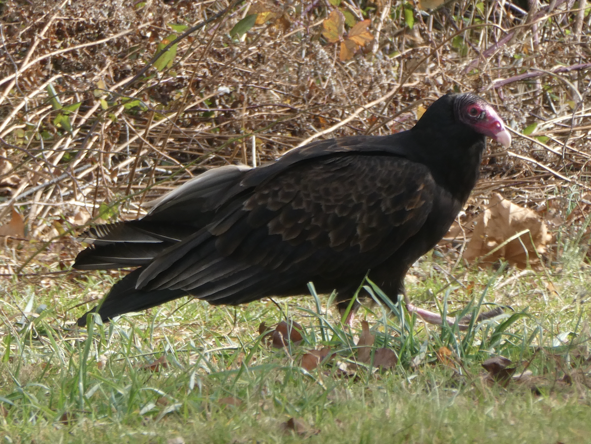 Hindi Akbabası - ML642415655