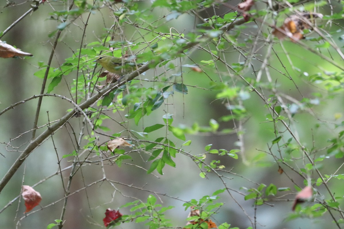 Paruline obscure - ML642415659