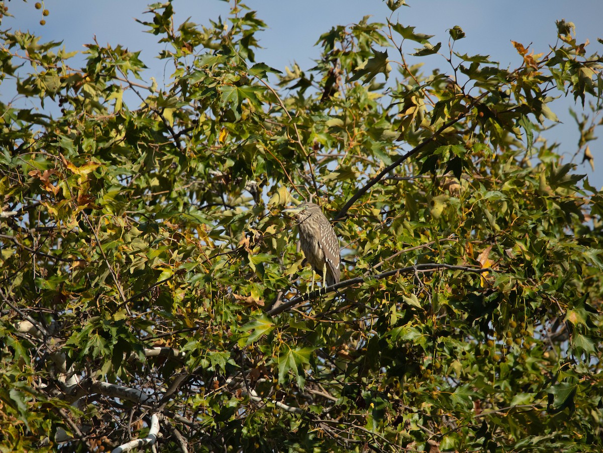 Black-crowned Night Heron - ML642415684