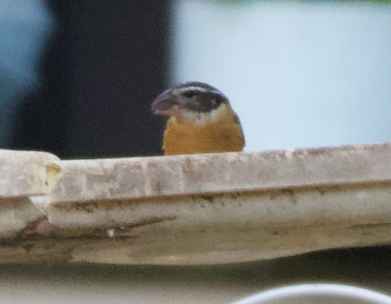 Black-headed Grosbeak - ML642415685