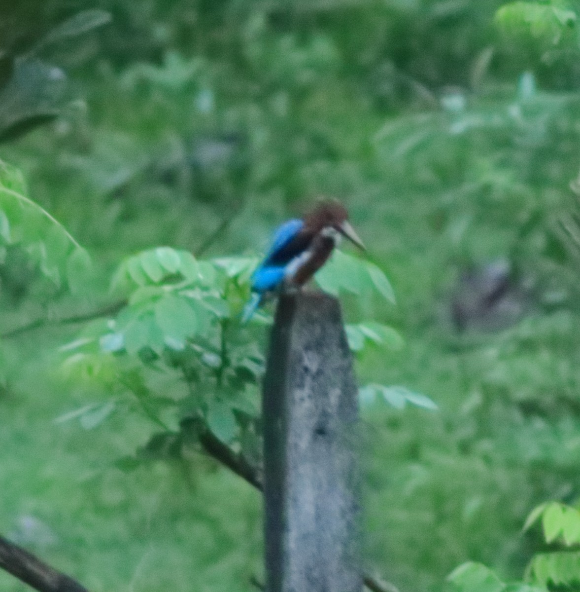 White-throated Kingfisher - ML642415692