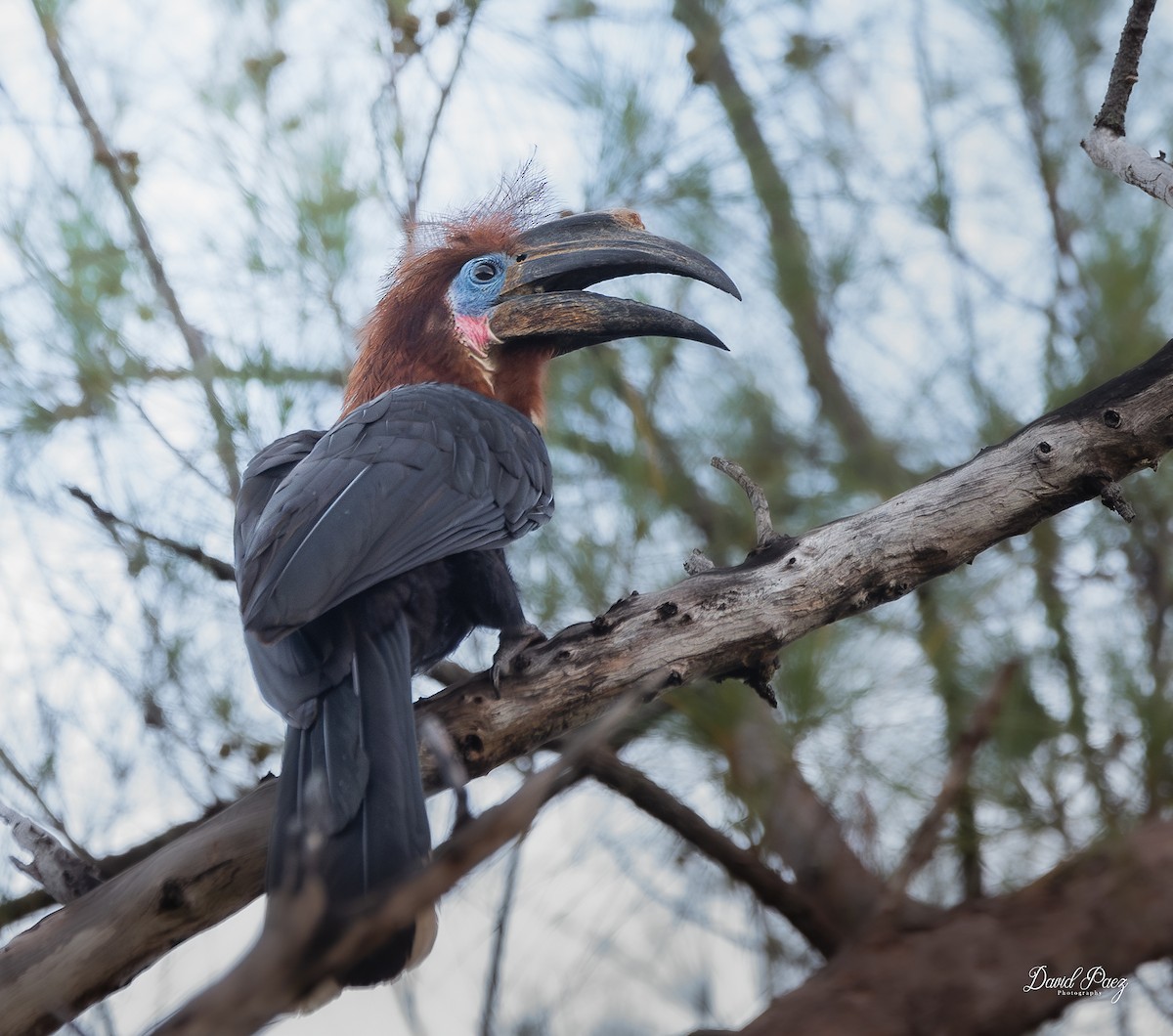 クロコブサイチョウ - ML642415716