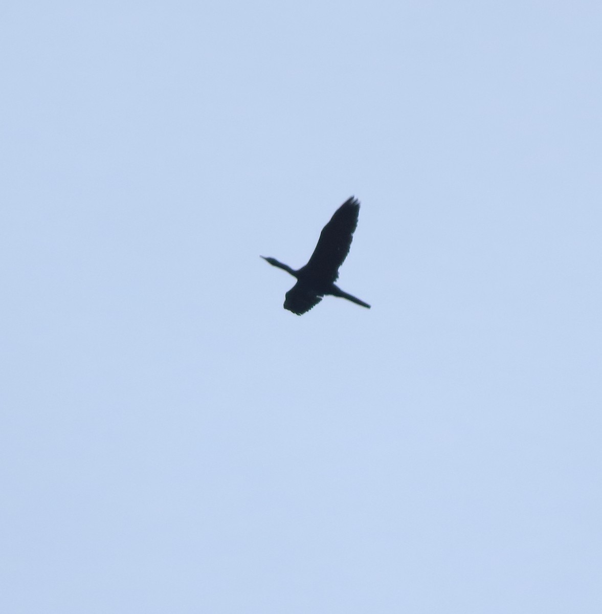 Indian Cormorant - ML642415722