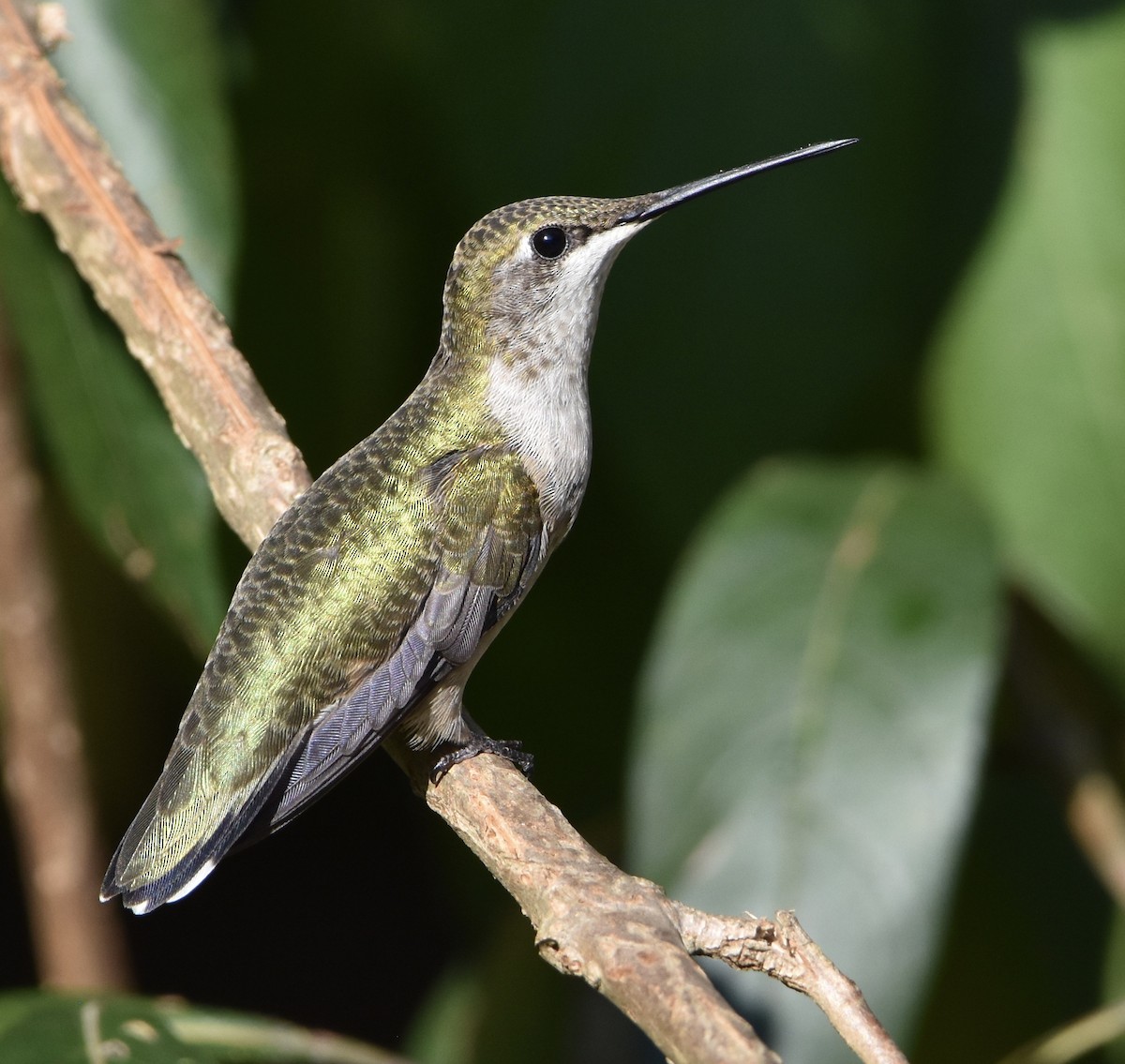Colibri à gorge rubis - ML642415752