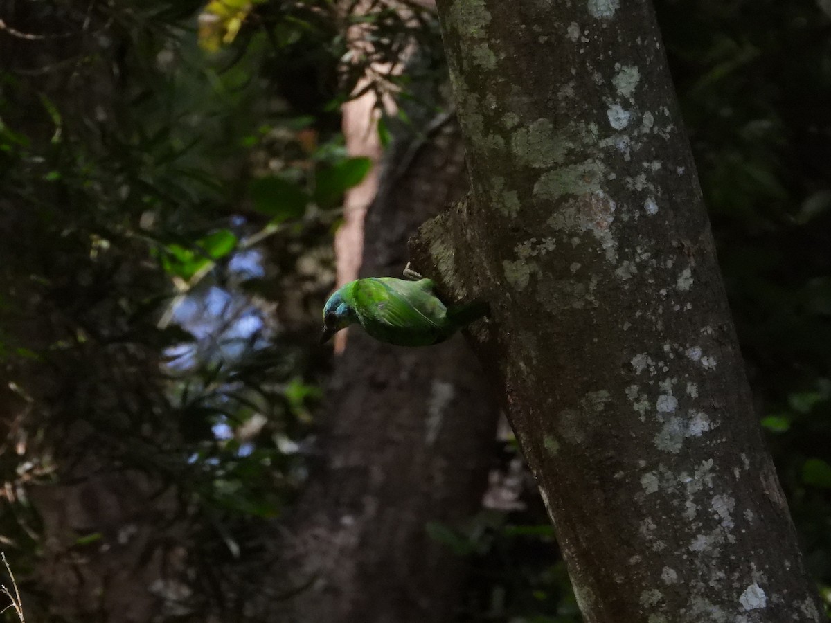 Taiwan Barbet - ML642415758