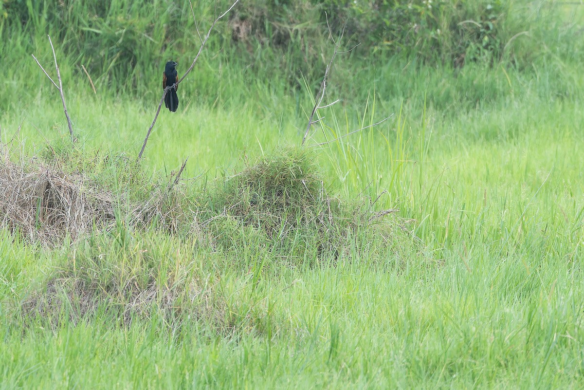 Black Coucal - ML642415769