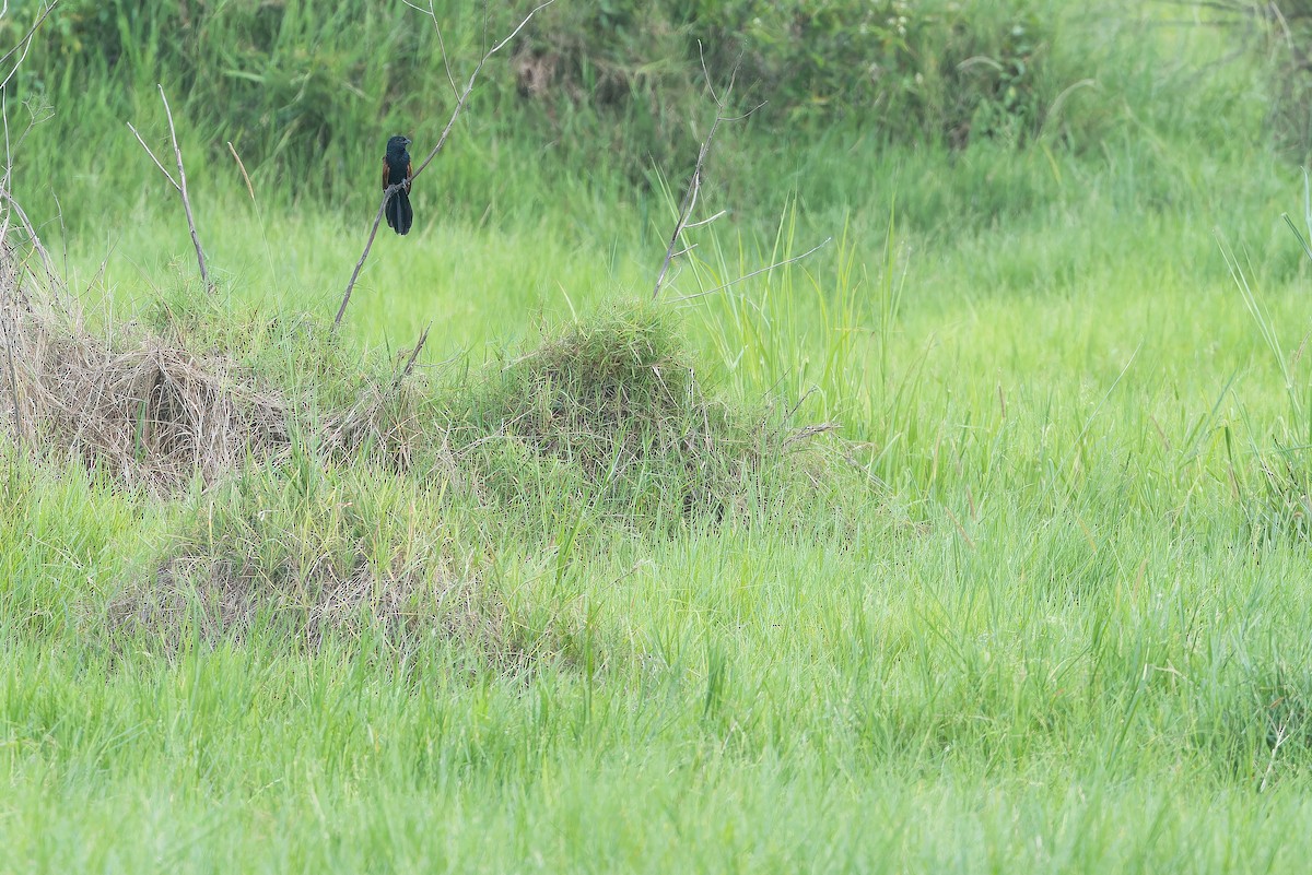Black Coucal - ML642415770