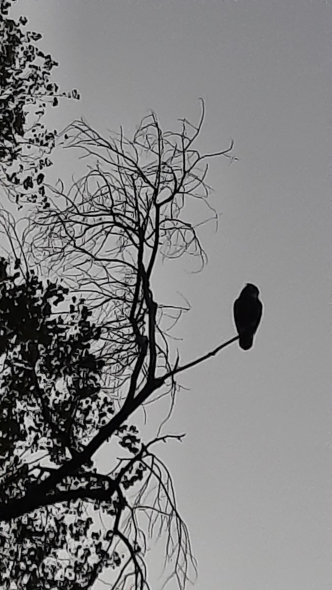 Great Horned Owl - ML642415782