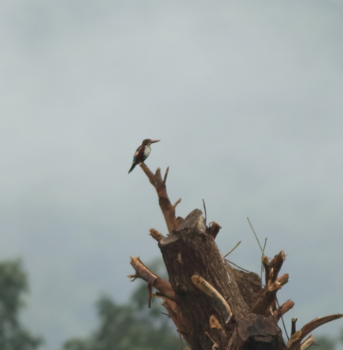 White-throated Kingfisher - ML642415788