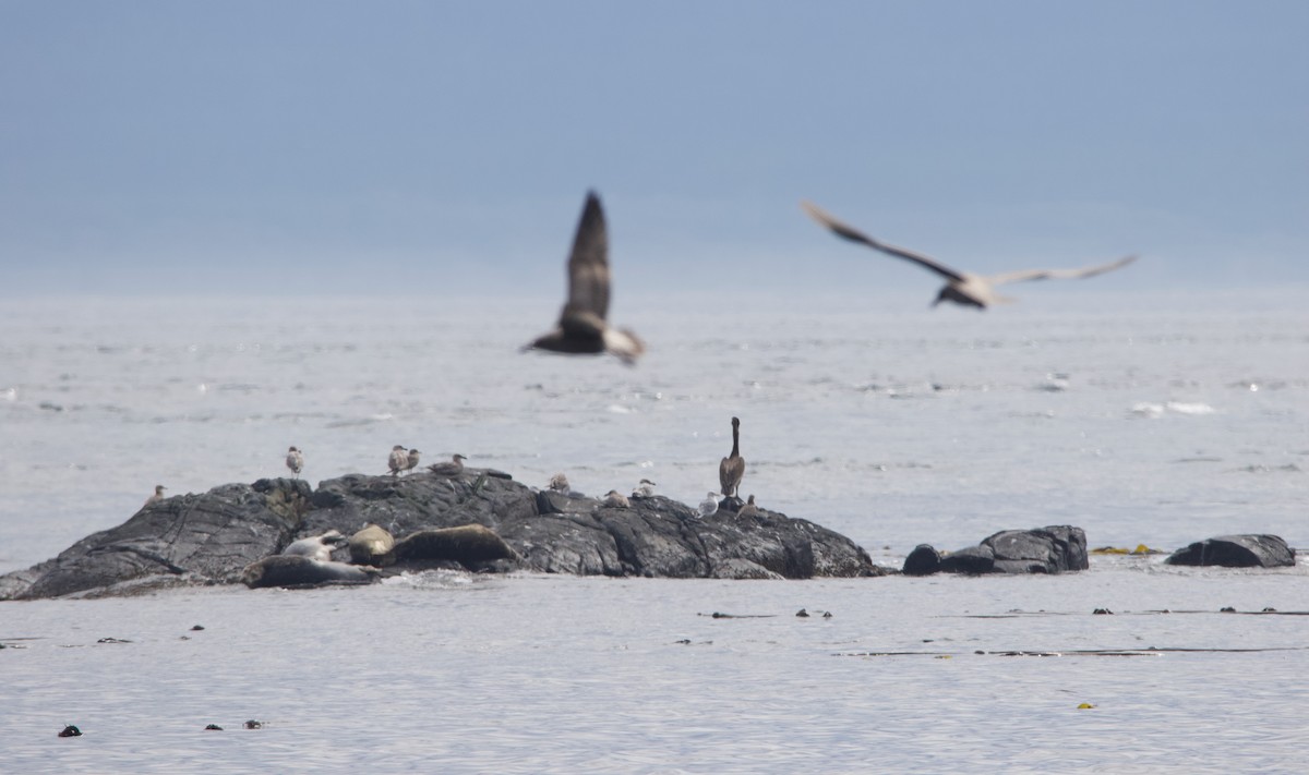 Brown Pelican - ML642415797